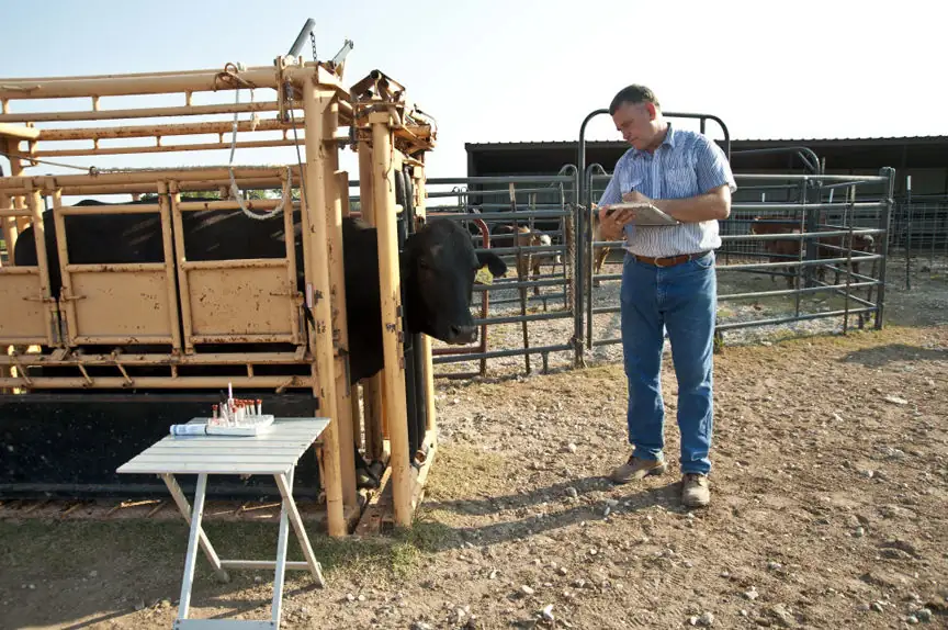 Veterinarian inspects cattle on November 20