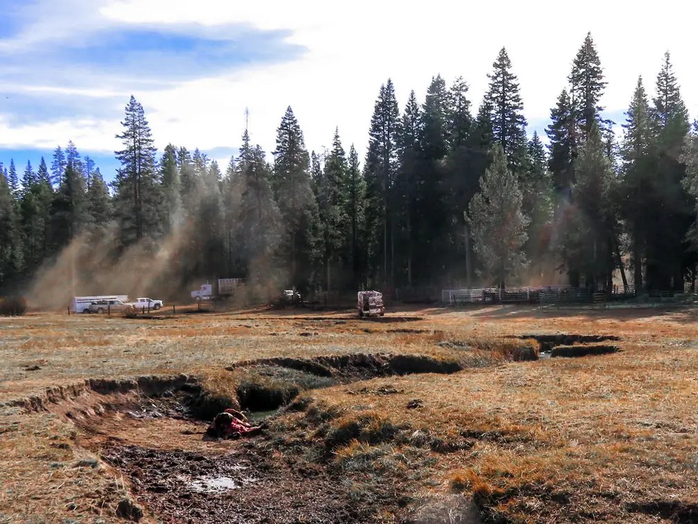 Wolves kill heifer in California
