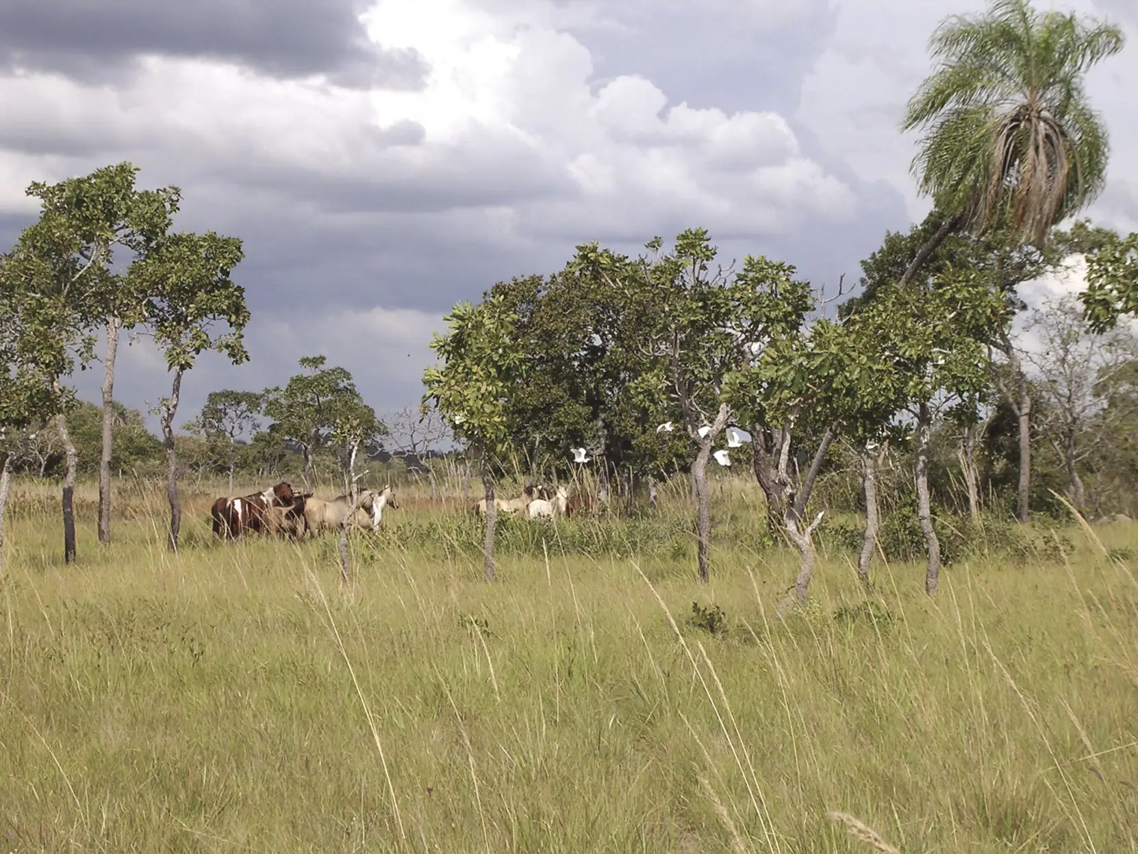 Financial, ecological benefits of conservation easements on working lands