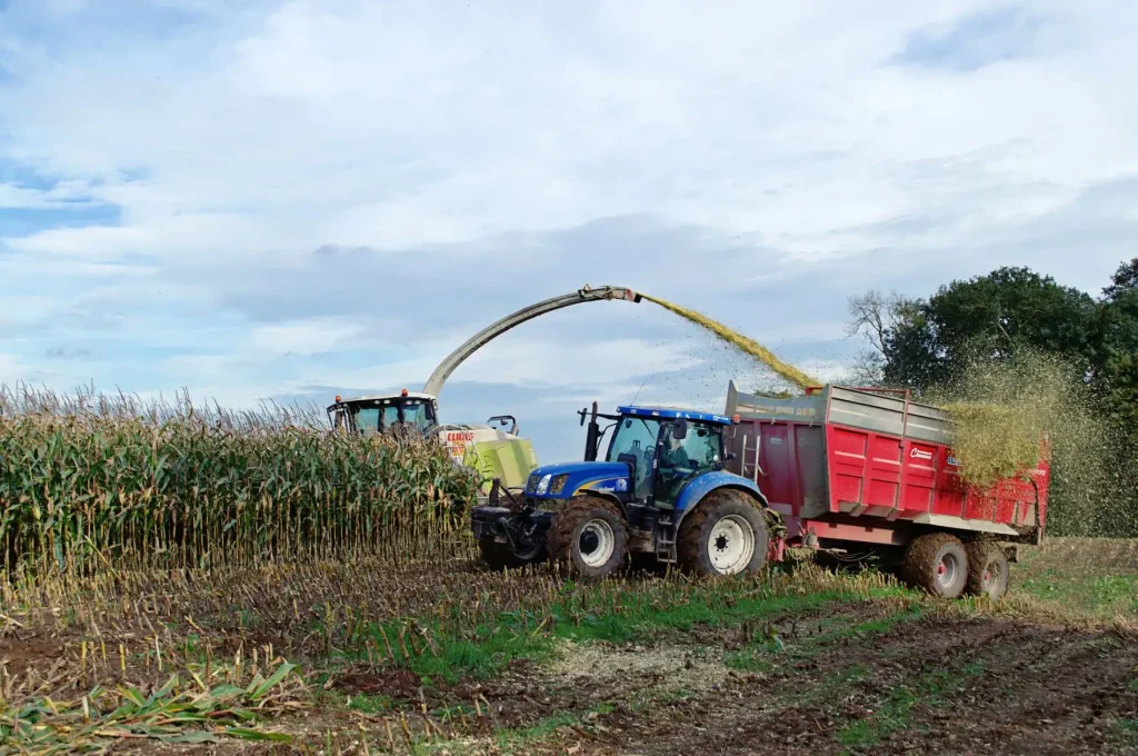 Key considerations offered for beef producers using silage