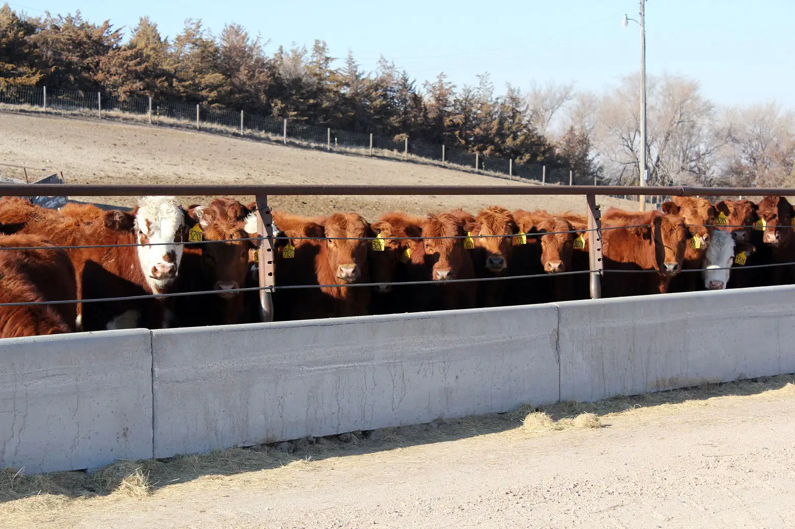 Weighing the costs and benefits of preconditioning calves