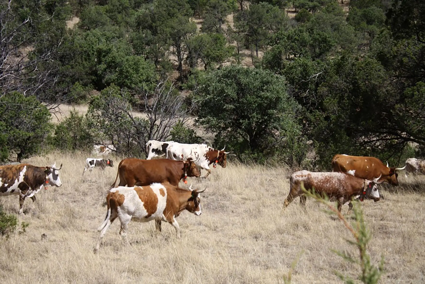 Mexico finalizes beef grading standards