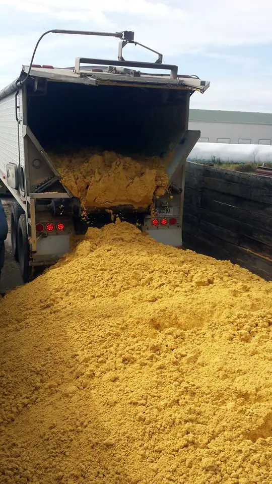 Corn coproducts like distillers grains can work well to supplement and stretch hay supplies.