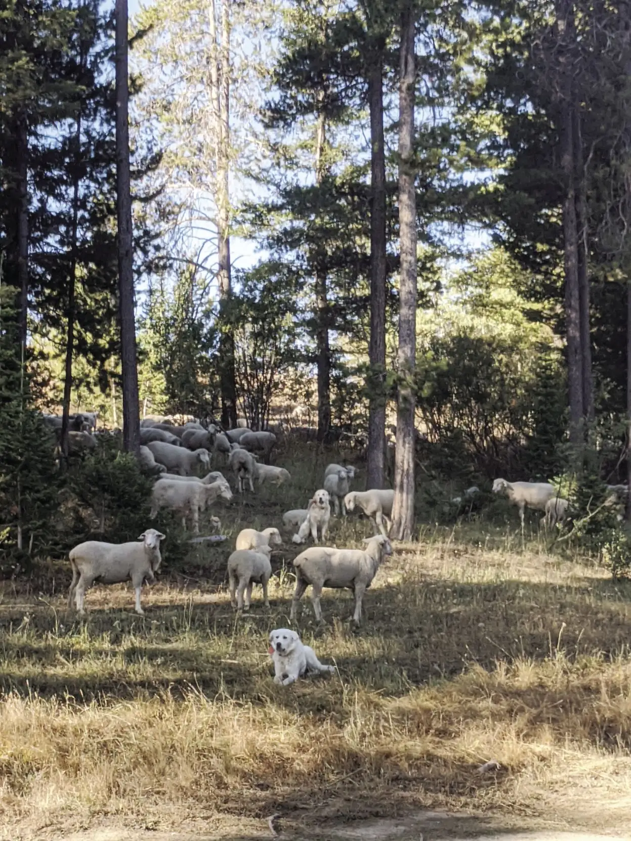 Guard dogs play crucial role for sheep ranchers