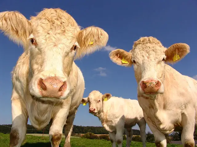 Curious cows can cause consternation.
