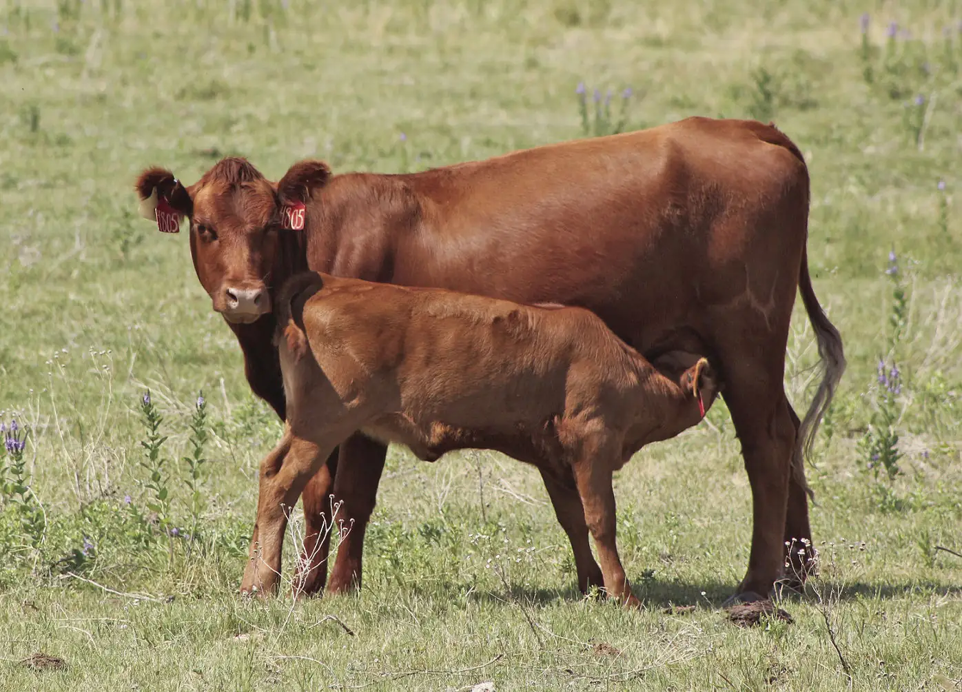 Increasing retention of May-calving 2-year-old heifers