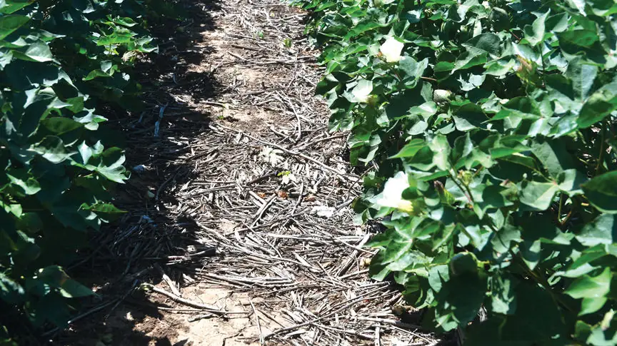 Waiting to terminate a cover crop leaves lasting residue.