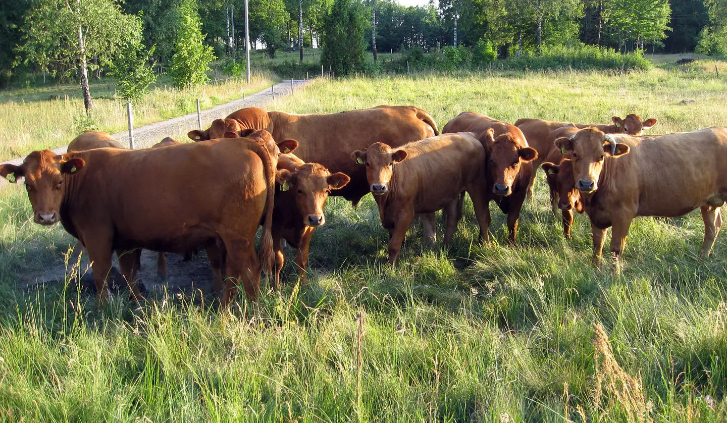 Supplementing bred heifers and calving difficulty