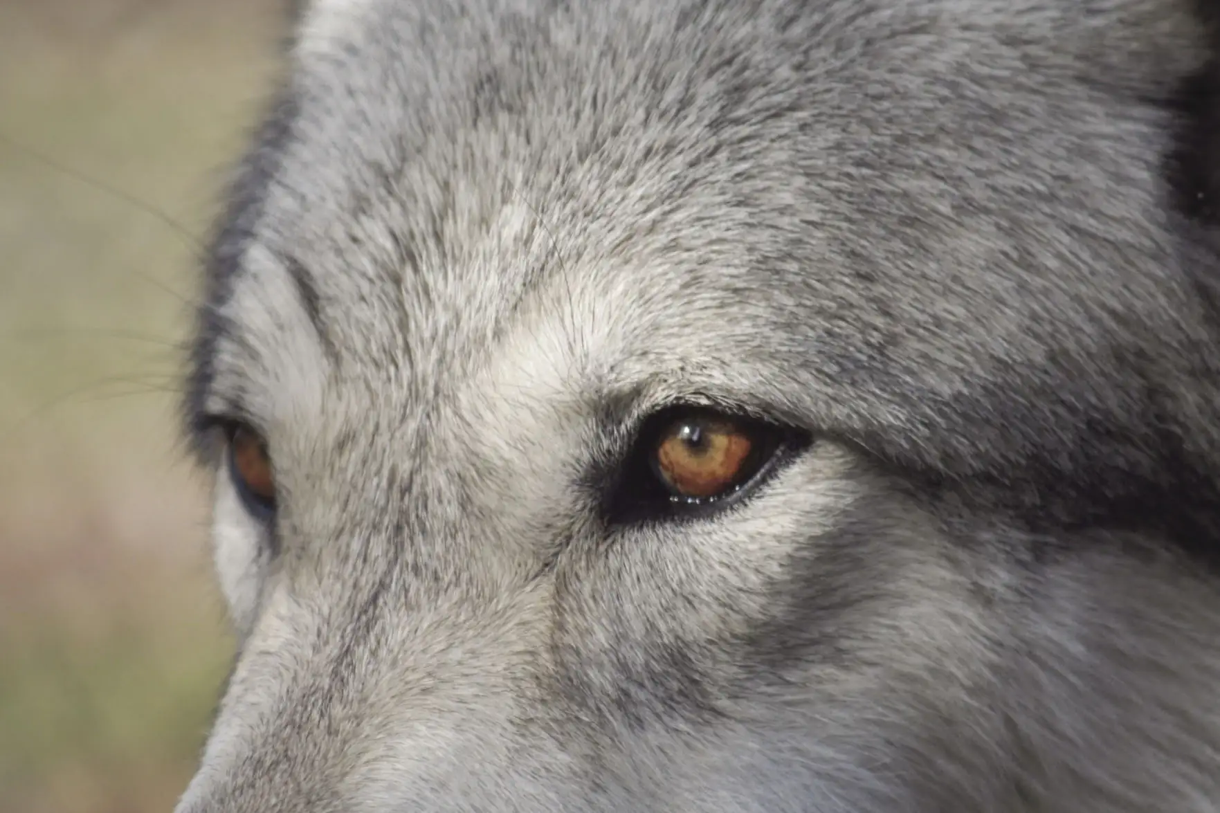 Legal Ledger Brief: $15k reward for killed wolf