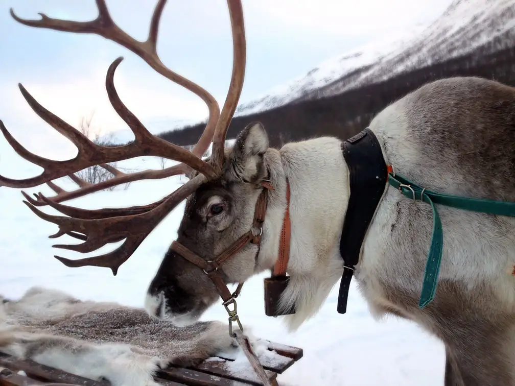Just how do Santa’s reindeer get the job done?
