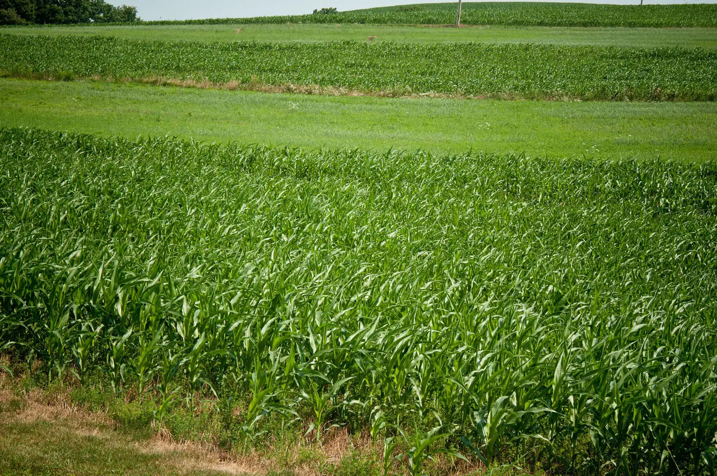 U.S. corn planting progress catches up to average; northern states still behind