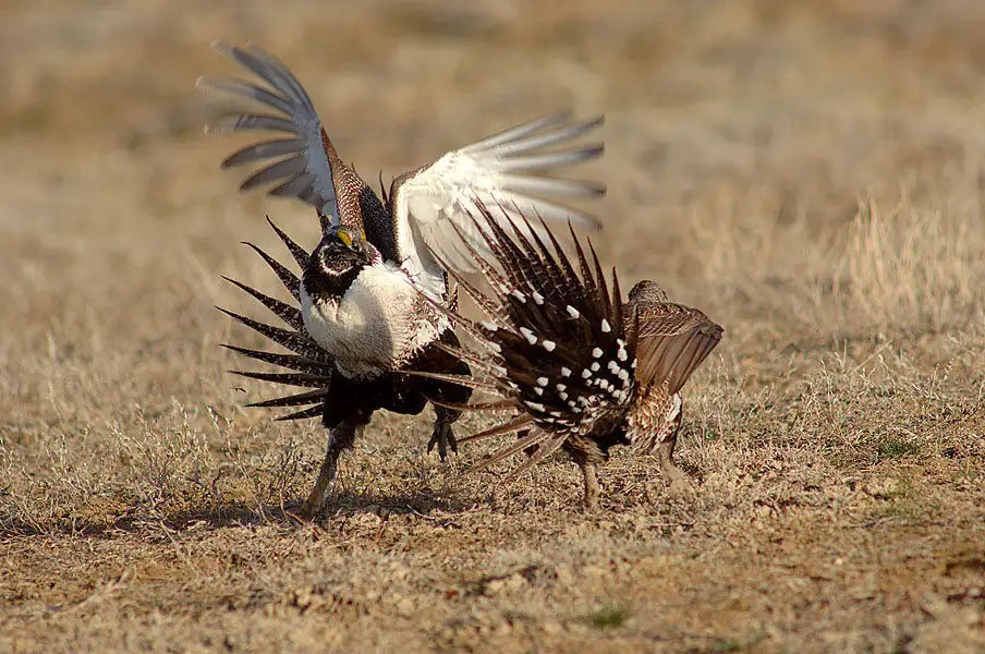 Sage grouse in a Wyoming lek.