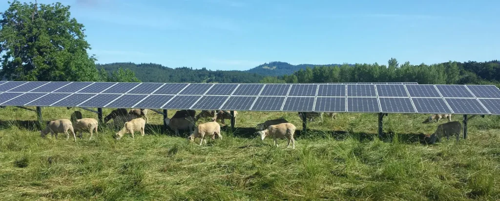 Sheep graze under the 35th Street Solar Array at Oregon State University.
