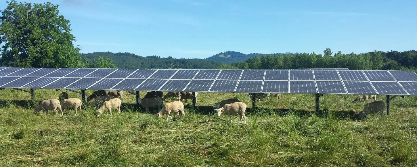 Study shows solar could be a resource for plant productivity