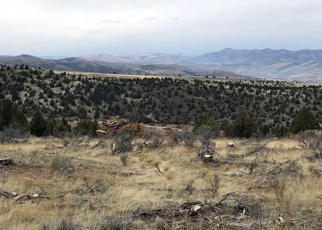 Western juniper was cut down to stem the tree’s encroachment into the sagebrush ecosystem.