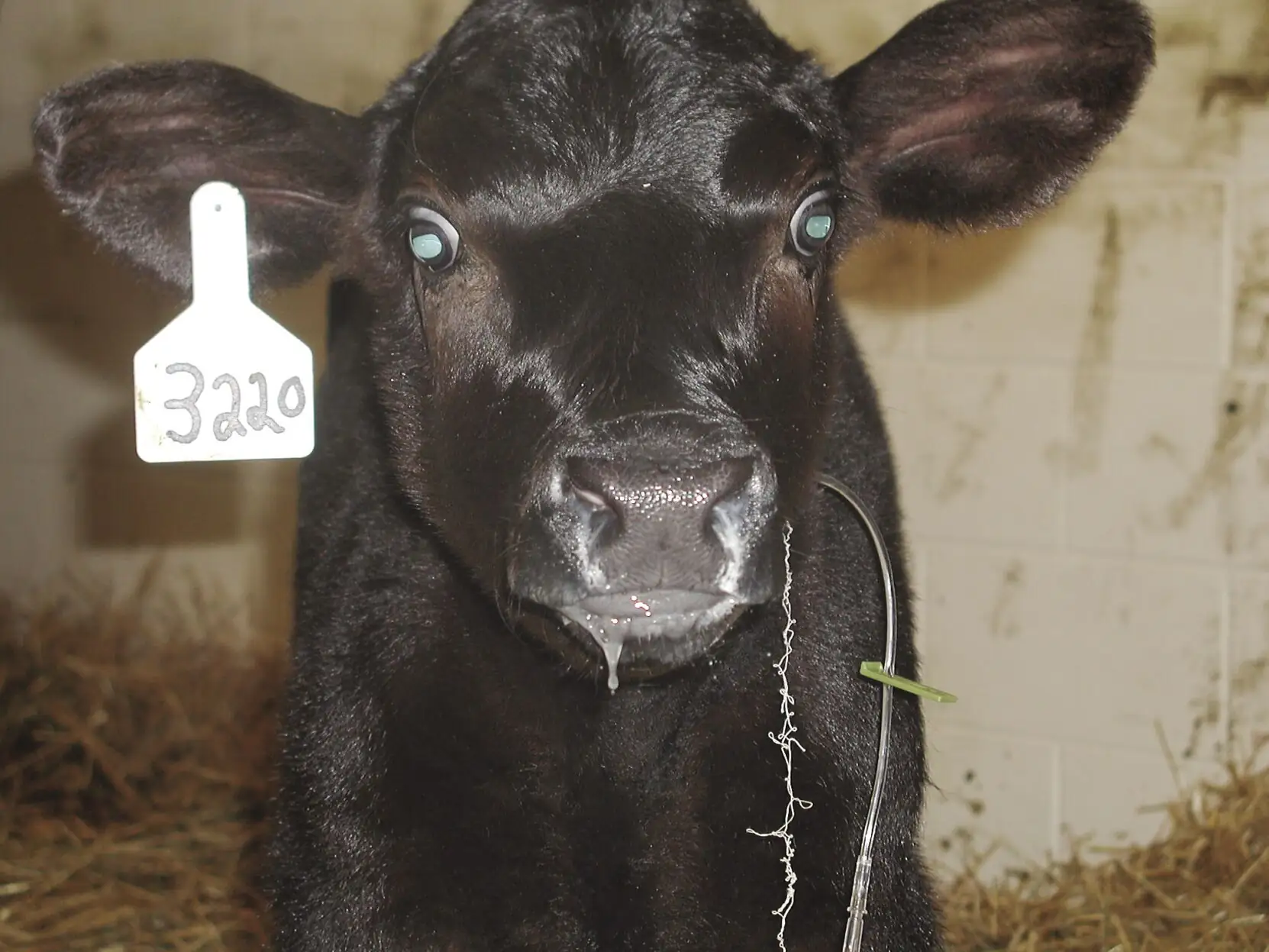 Preventing bovine respiratory disease, appropriate vaccine protocols