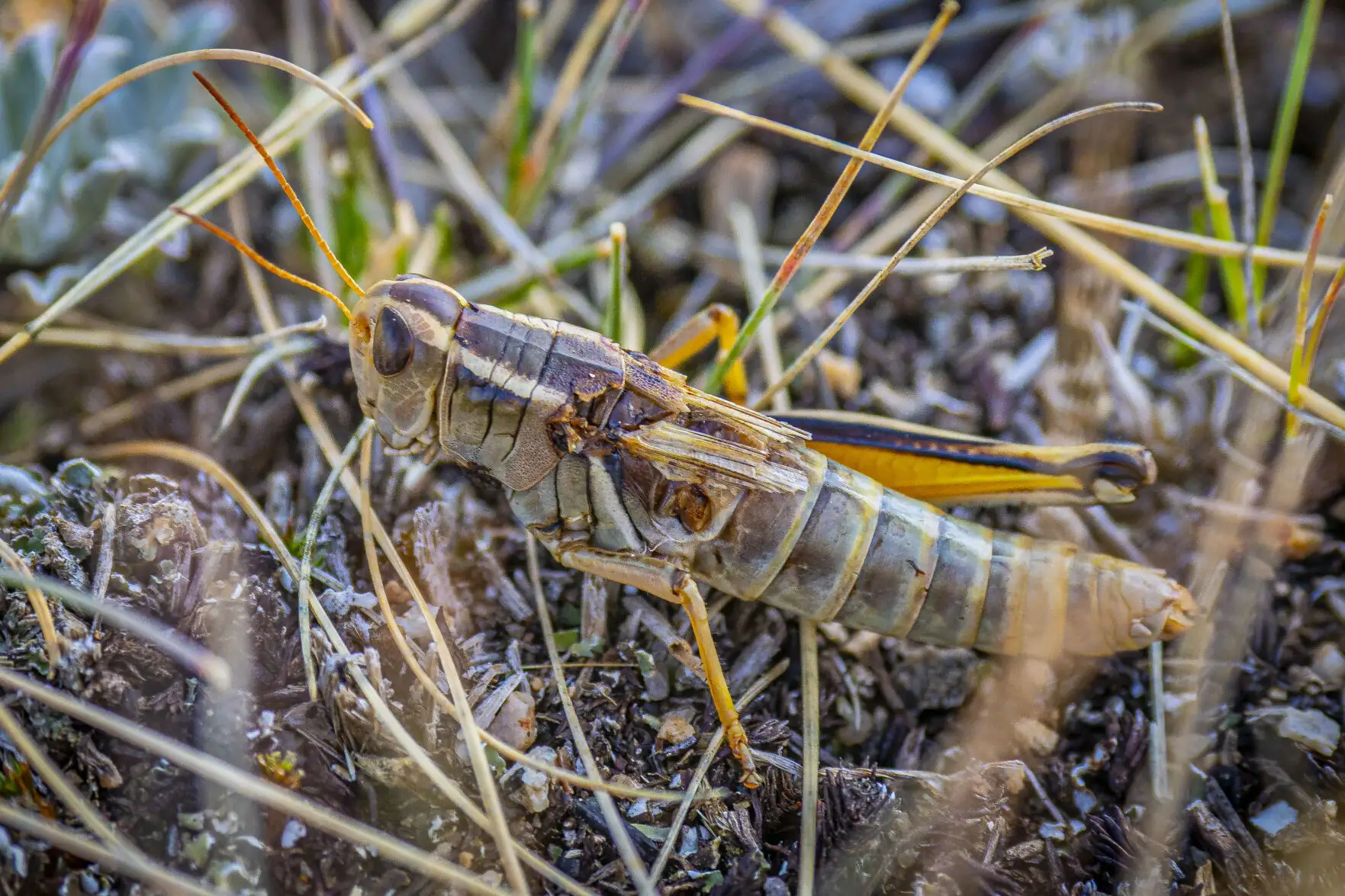 Drought leads to grasshopper outbreak in West