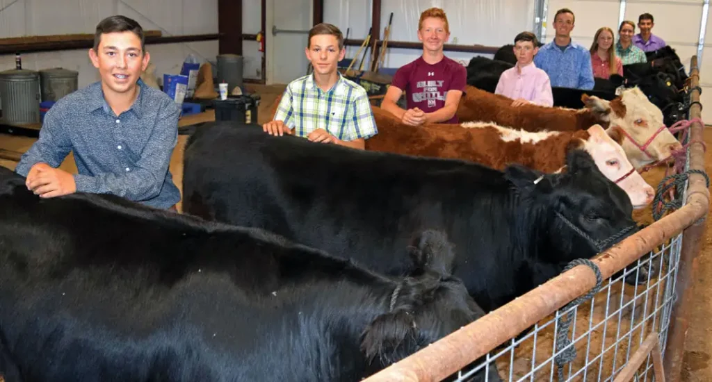 The sale of the beef heifers raised during the Valencia County Select Beef Heifer Replacement Project will be at 1 p.m. Friday