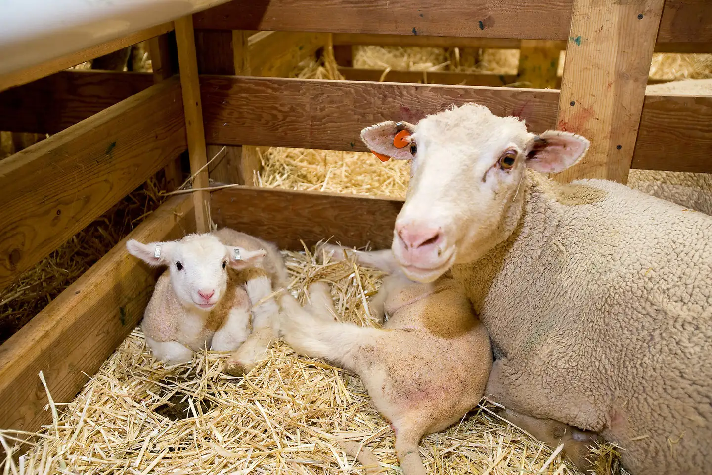 USDA appoints National Sheep Industry Improvement Center board of directors