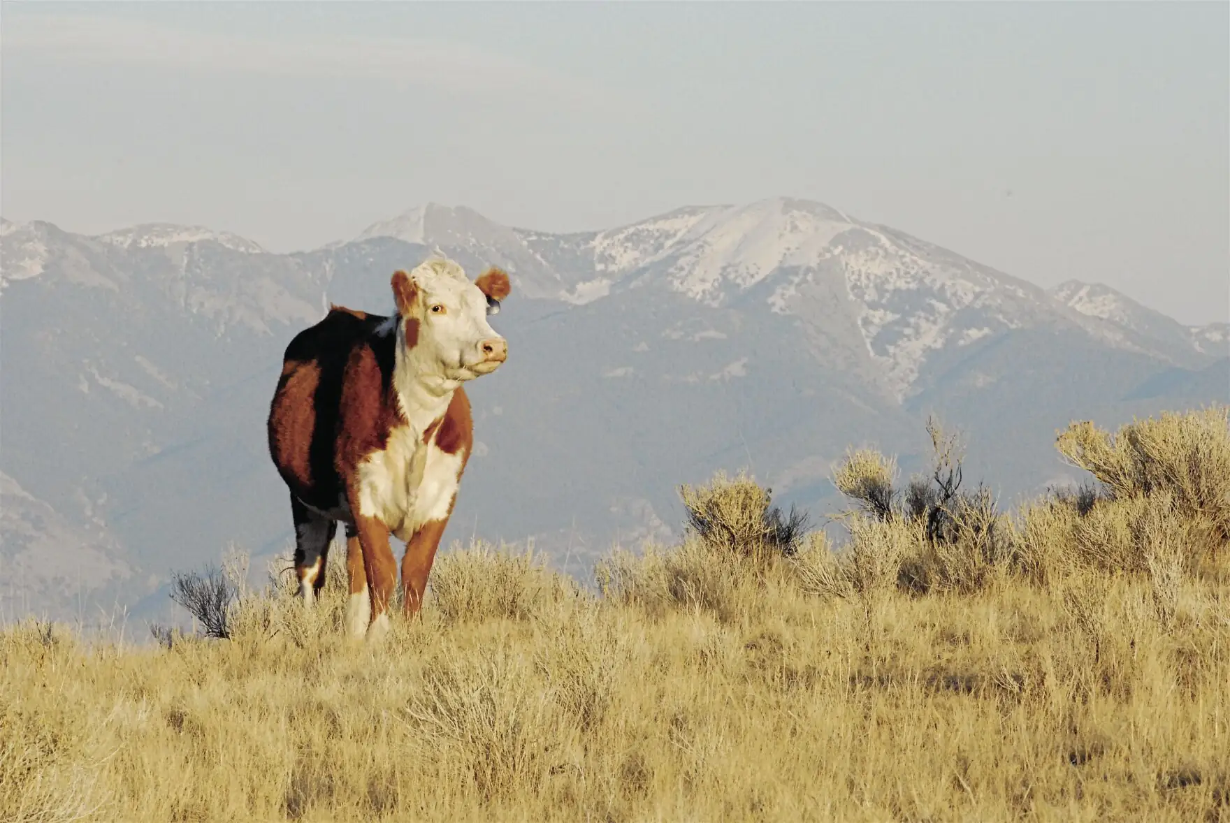 Senate conducts hearing over cattle markets