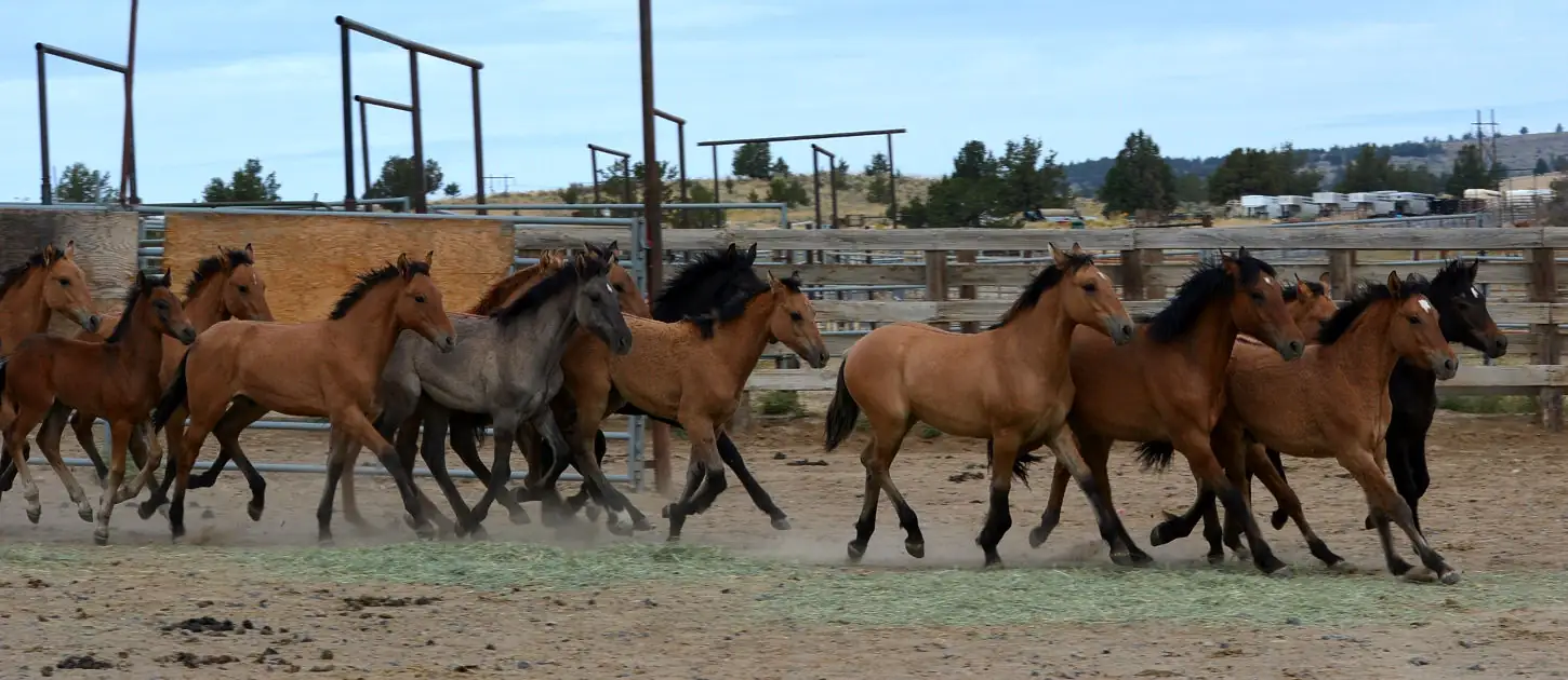 Oregon judge upholds feral horse removal