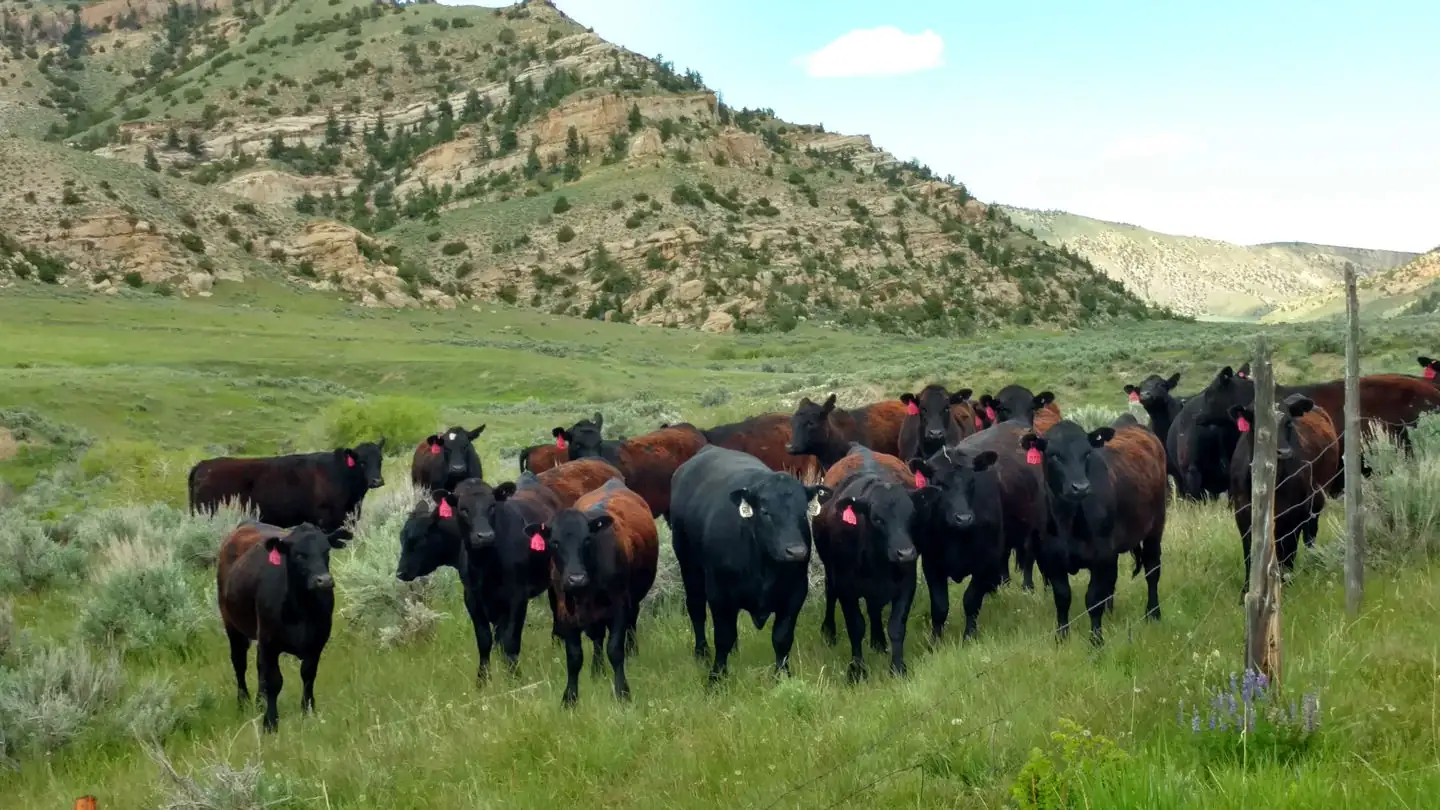 BeefTalk: Reproductive performance in commercial beef herds is remarkable