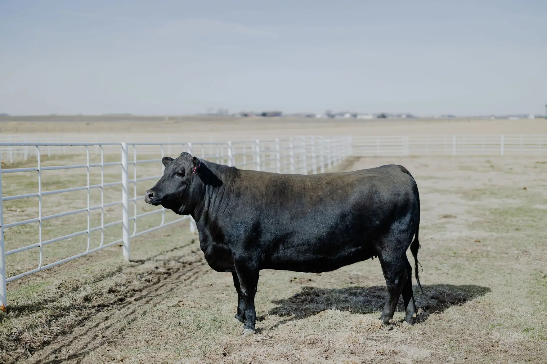 Cutting a new path for genetic improvement