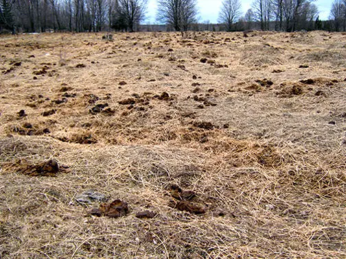 An example of winter hay feeding.