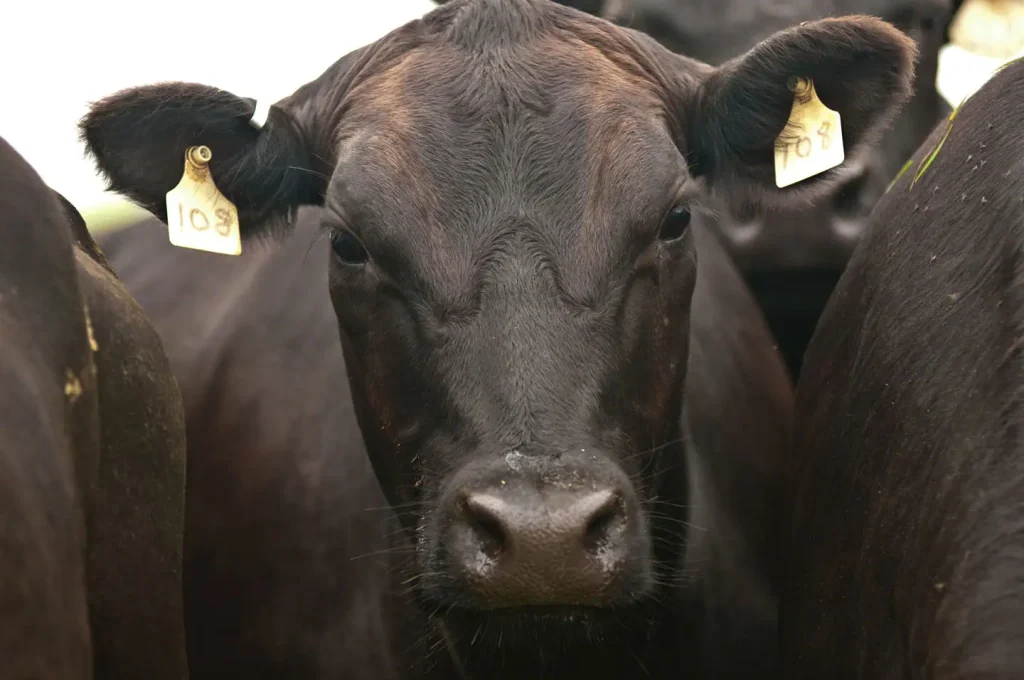 Black Angus cows and calves graze on Nick’s Organic Farm
