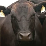 Black Angus cows and calves graze on Nick’s Organic Farm