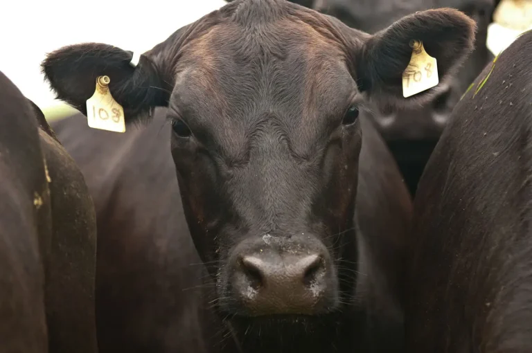 Black Angus cows and calves graze on Nick’s Organic Farm