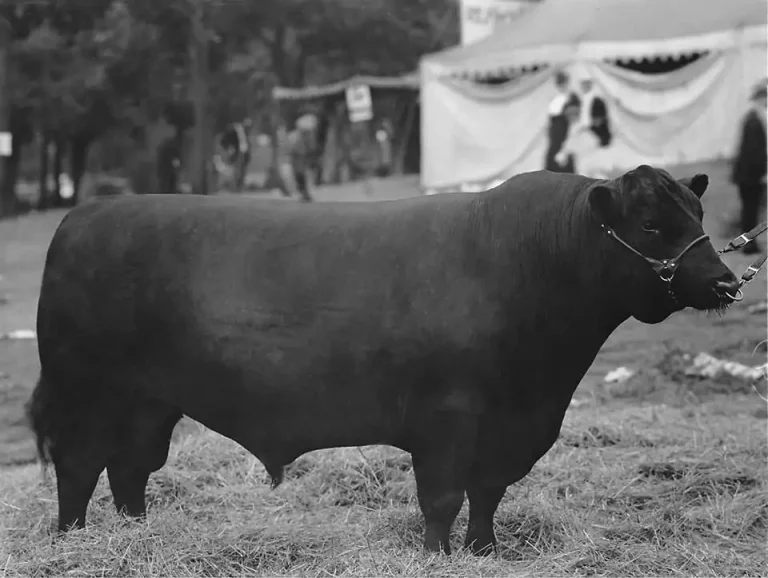 1922 Bar Marshall International Champion