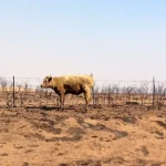 Many cattle perished in the Texas Panhandle wildfires
