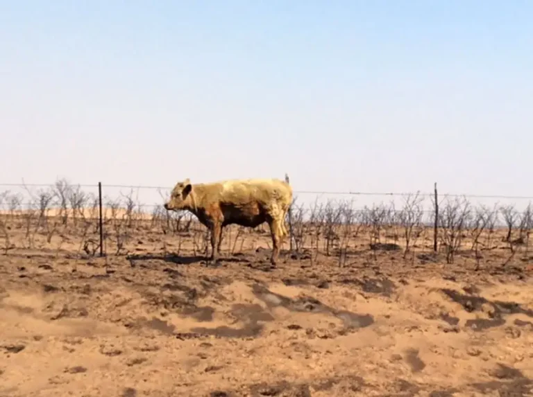 Many cattle perished in the Texas Panhandle wildfires