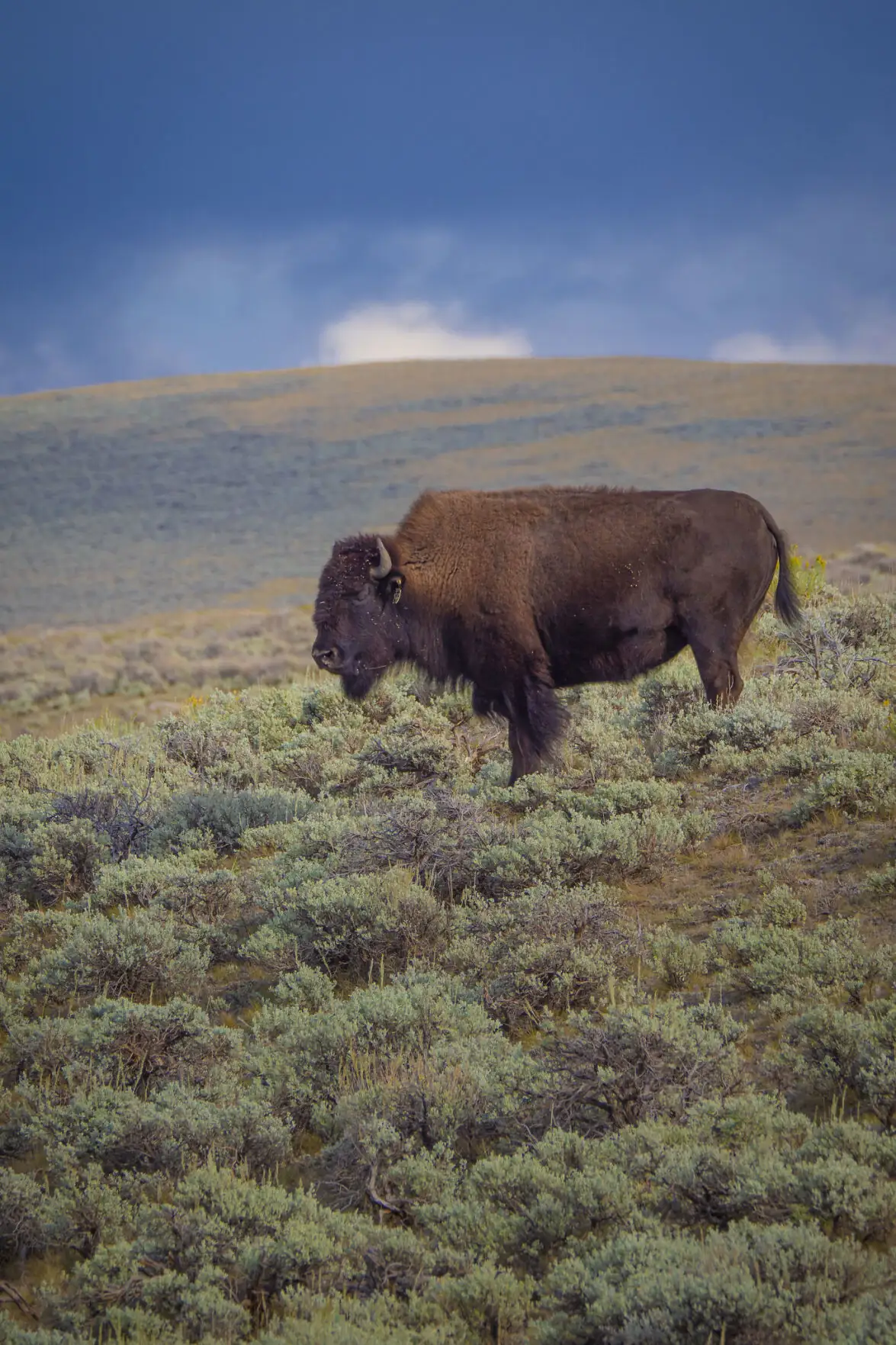 American Prairie allowed to graze bison in MT