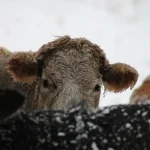 The cost of wintering cattle