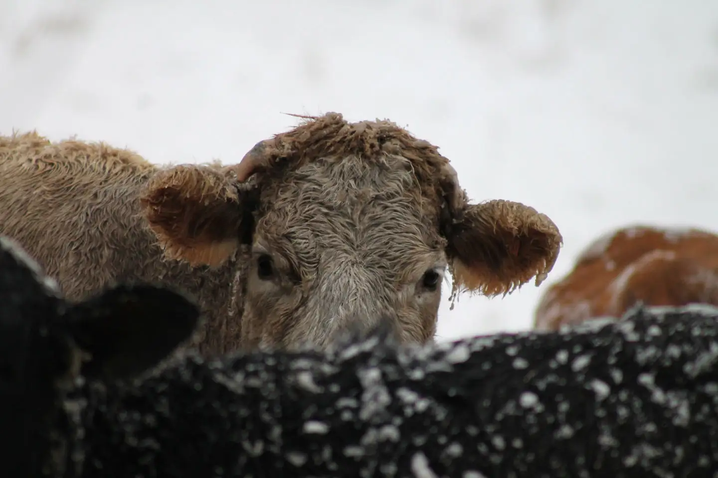 What is the cost of wintering cattle?
