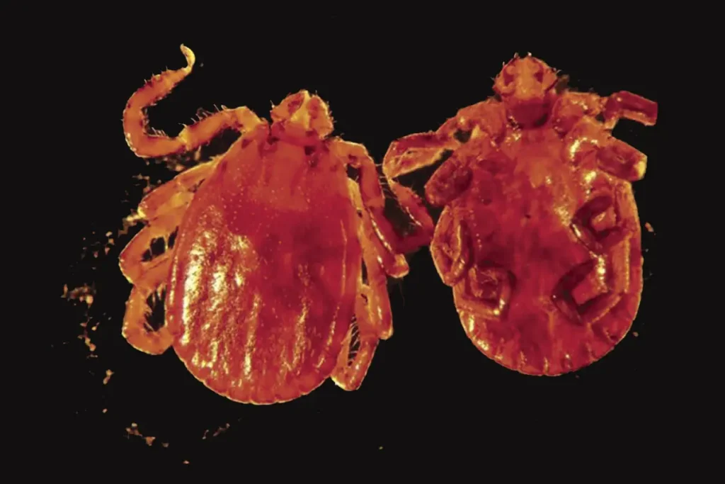 Asian longhorned tick.
