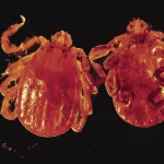 Asian longhorned tick.