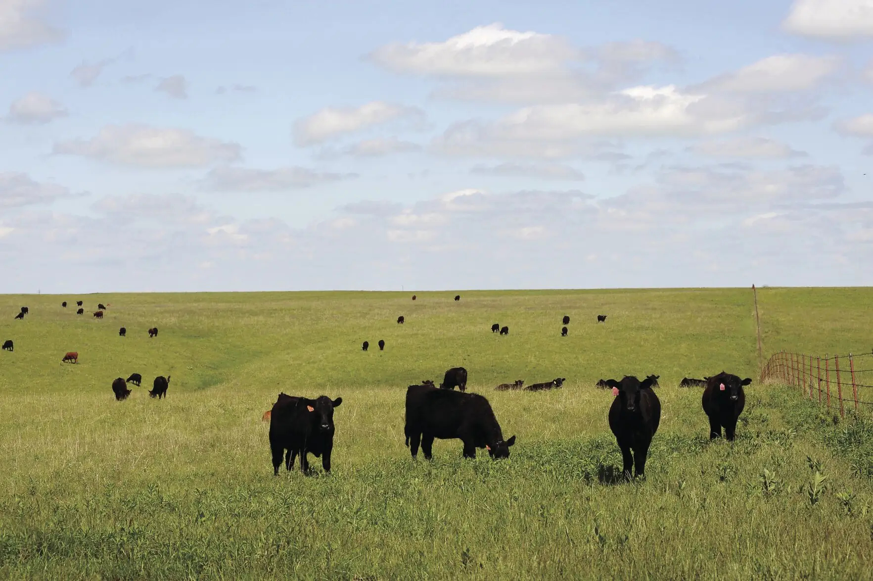 What’s in store for the cattle market’s second half of 2022?
