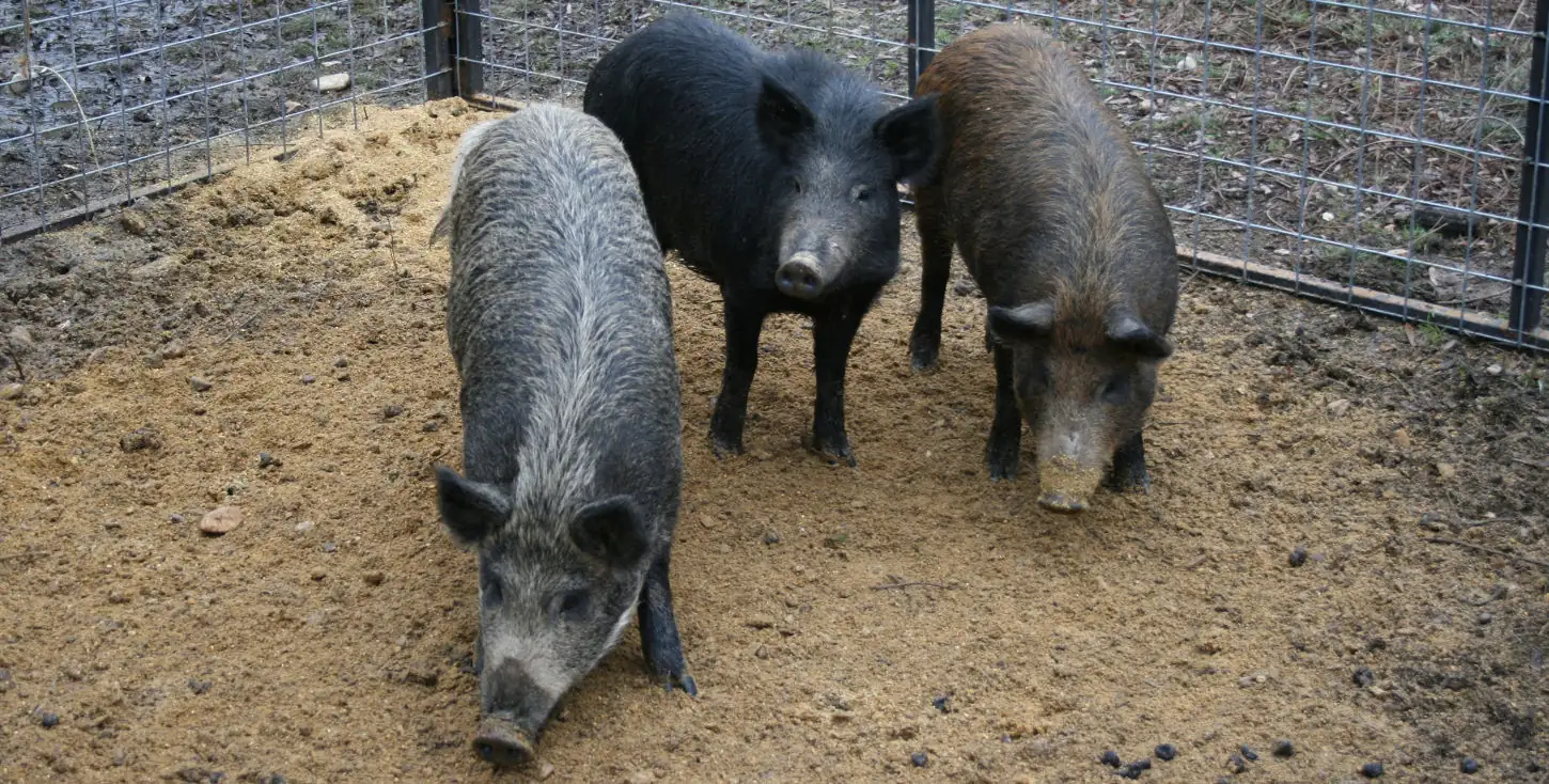 Pete’s Comments: Global meat