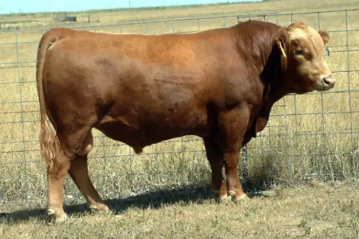 The National Cattle Evaluation has never been static