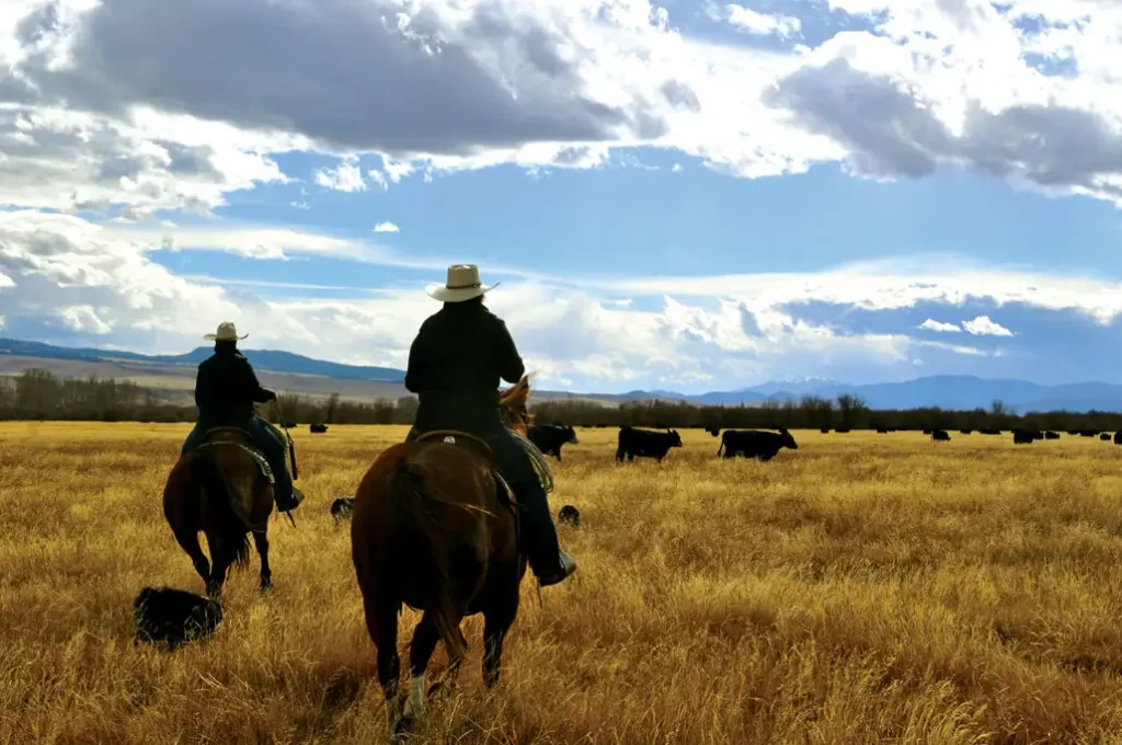 Montana cowboys ride toward a herd of cattle so they can be gathered and moved to a different pasture.