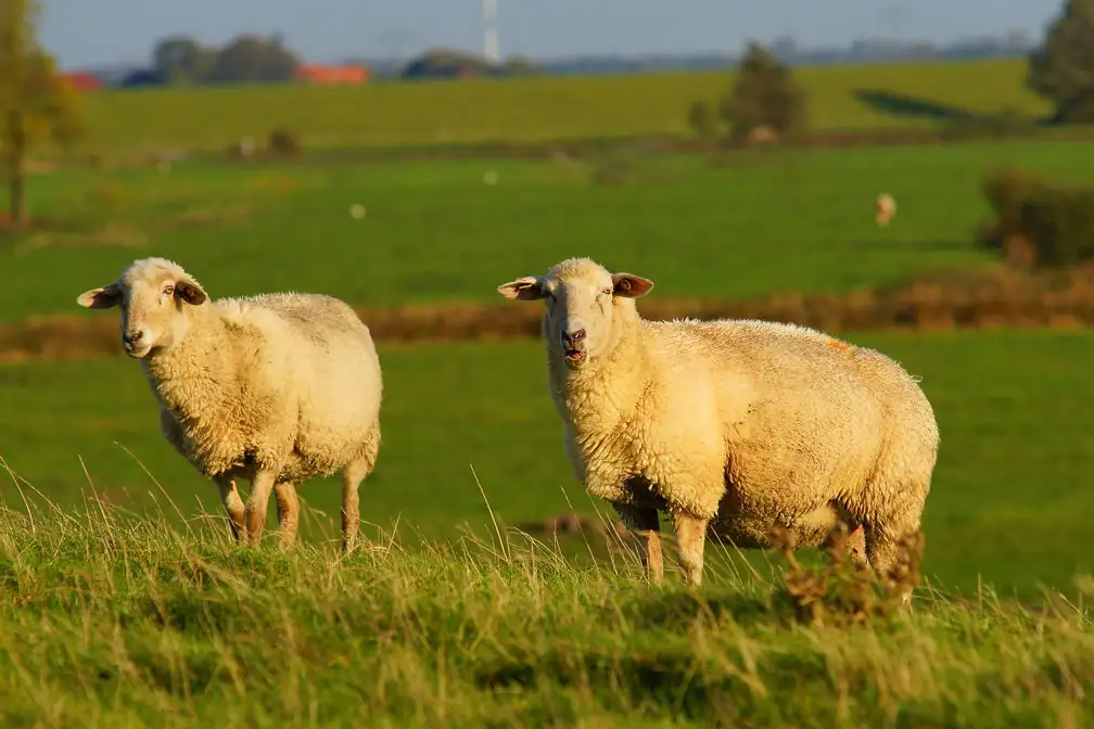 Guest worker program has provisions important to sheep producers