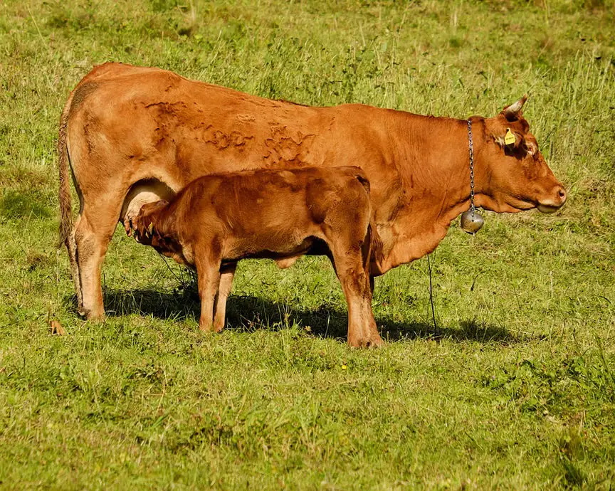 Product News: Health tips for calves this fall