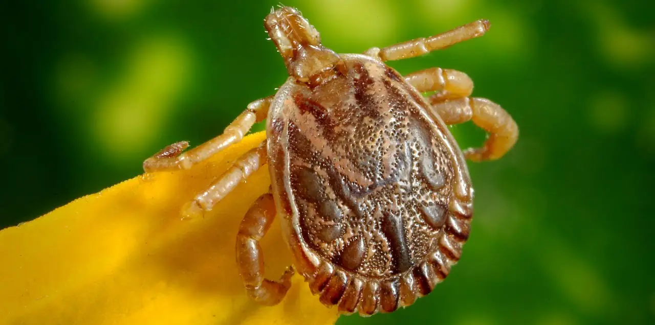 Get ahead of ticks before summer