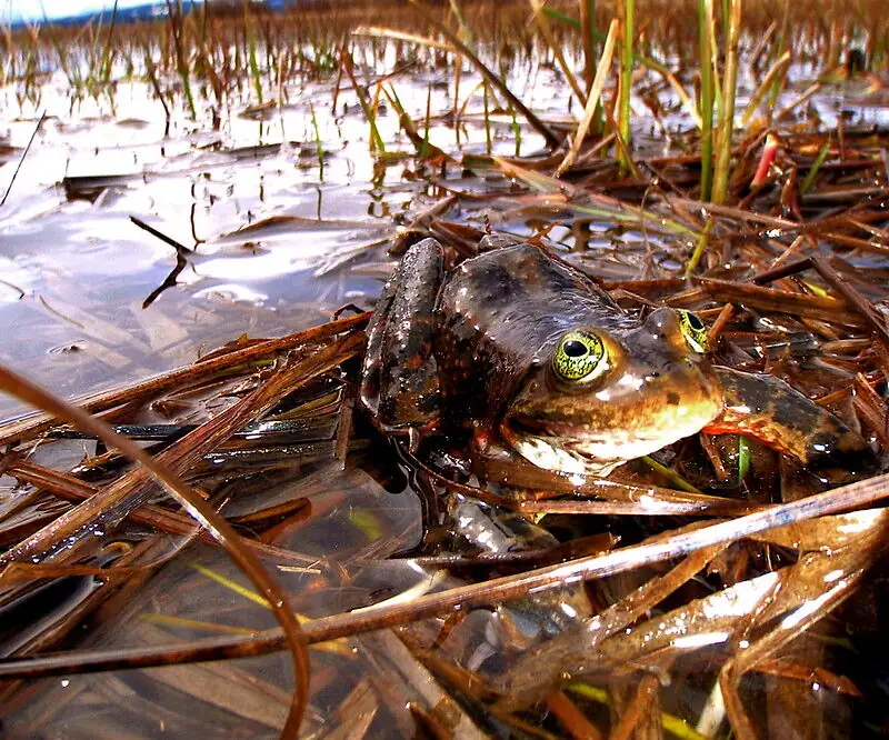 Grazing blamed for harming OR spotted frogs