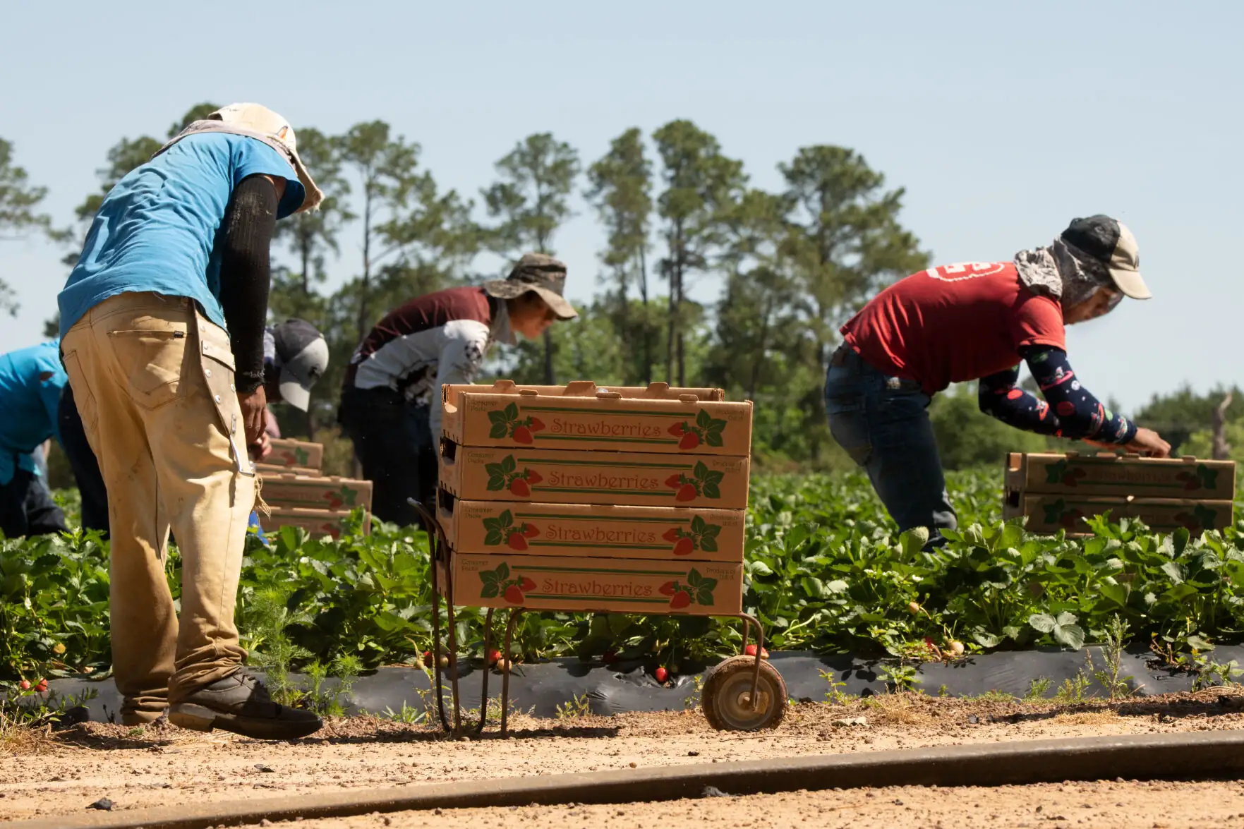 Concerns with ag labor risks in farmworker bill