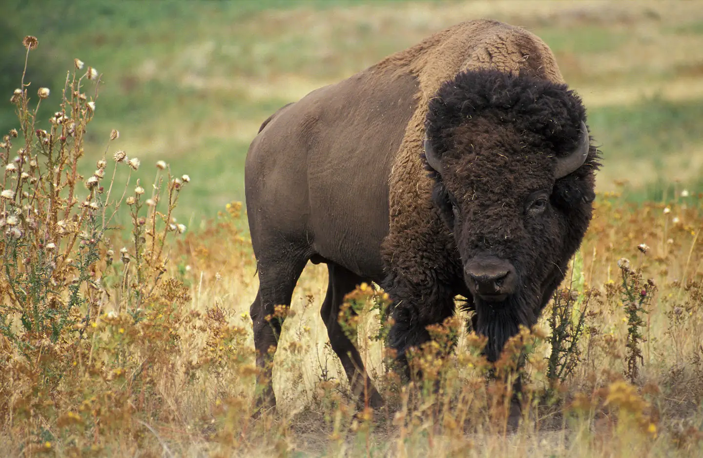 Legal Ledger Brief: MT bison bills vetoed