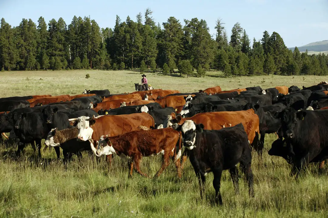 BLM sued for San Pedro area grazing